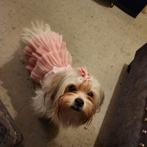 Meet your Posher, Angel